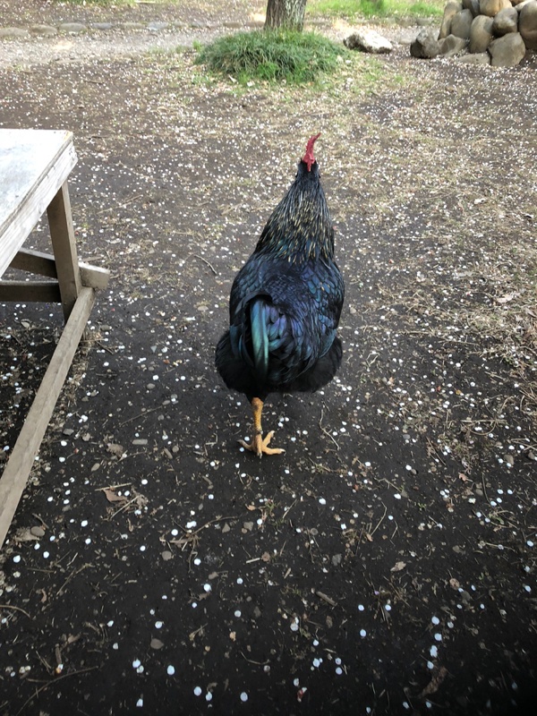 テーブルの周りに来る黒ニワトリ