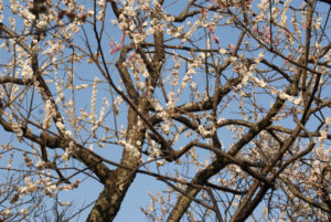 谷保天満宮は御朱印帳がかわいいだけじゃない!和菓子と梅も味わって。