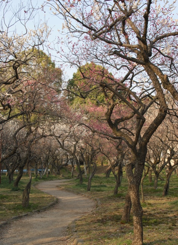 谷保天満宮梅林の小径