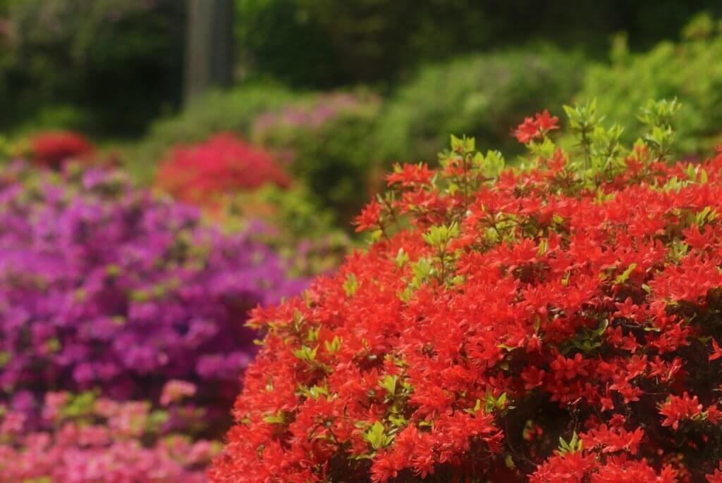 塩船観音寺 つつじの見頃とつつじ祭り 2021年は？【拡大可能写真あり!】