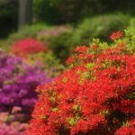 塩船観音寺 つつじの見頃とつつじ祭り 2021年は?【拡大可能写真あり!】