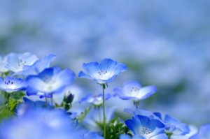 ひたち海浜公園のネモフィラ|見頃&ツアーは? 2023