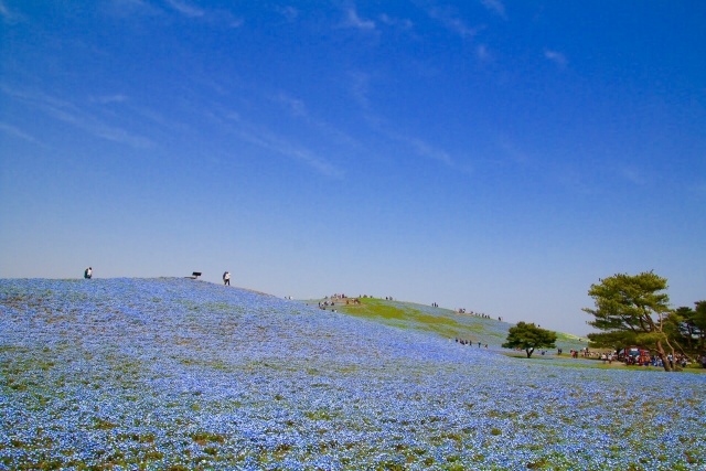 ネモフィラツアー用写真