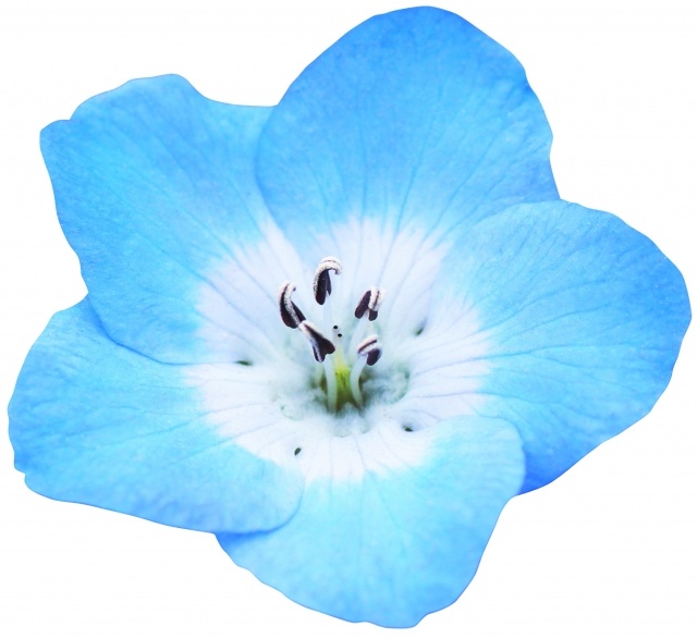 ネモフィラ一輪