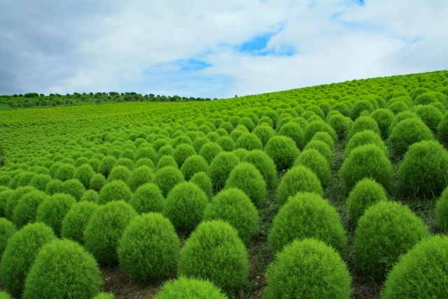 緑のコキアの丘ひたち海浜公園①