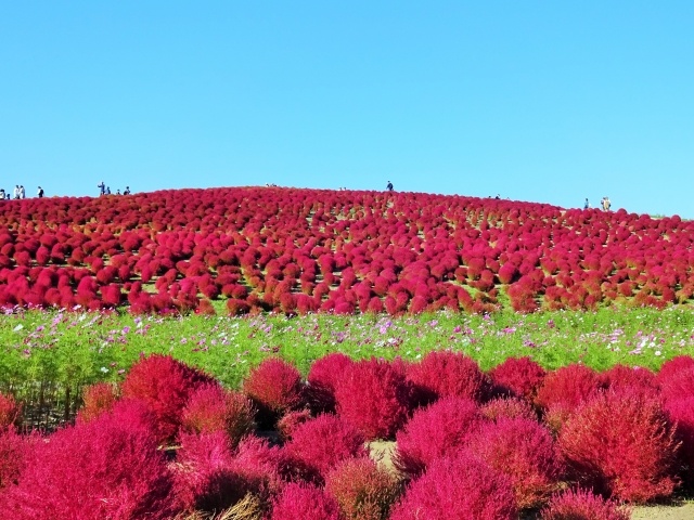 赤のコキアの丘ひたち海浜公園①