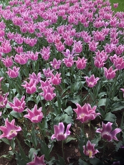 ピンクチューリップ