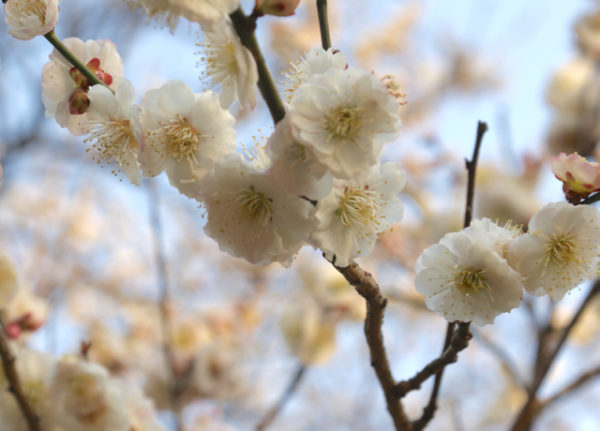 谷保のピンク梅