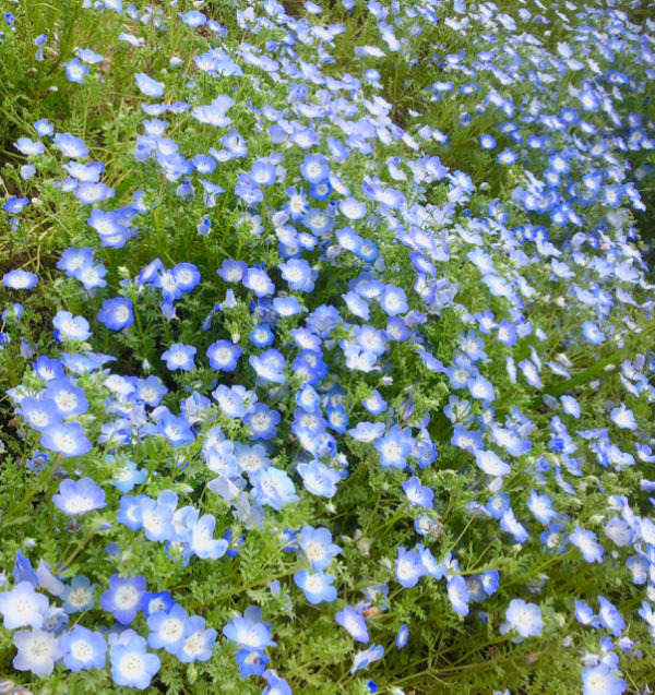 立川ネモフィラ