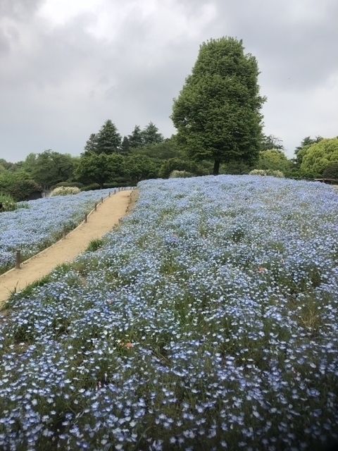 ネモフィラの道