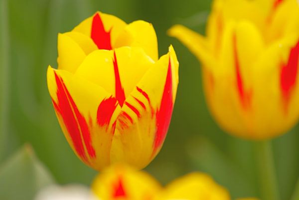 黄赤2色のチューリップ