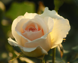 京王フローラルガーデンアンジェは小さな穴場