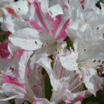 都内の平成つつじ公園はアクセス簡単!