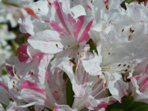 都内の平成つつじ公園はアクセス簡単！