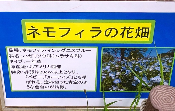 ネモフィラ看板