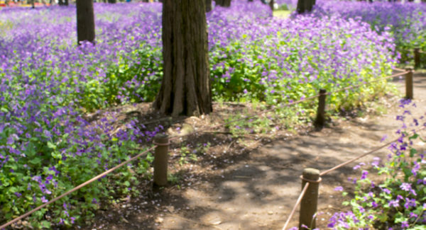 ムラサキハナナ