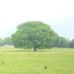 GW期間もそれ以外の日も!昭和記念公園での色々な楽しみ方