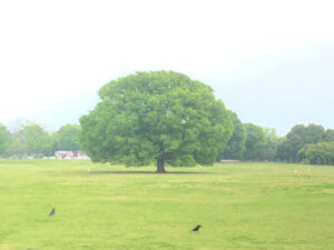 GW期間もそれ以外の日も！昭和記念公園での色々な楽しみ方