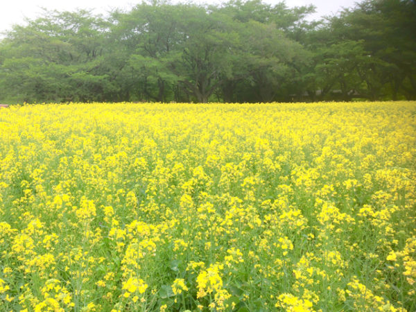 昭和記念公園菜の花