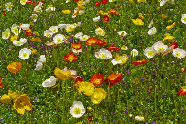 色とりどりポピー