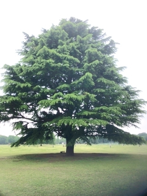 昭和記念公園モミの木