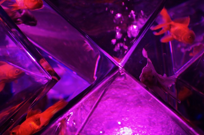 パラドックスリウムピンク