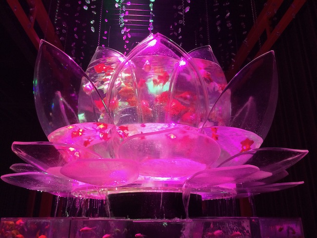 ロータスリウムピンク