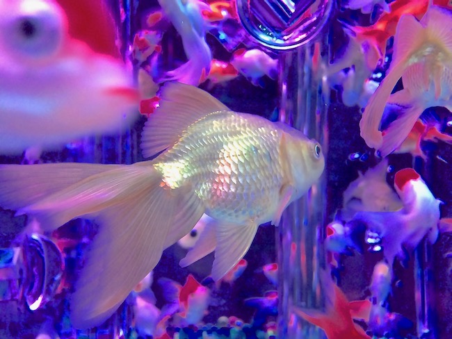 金色金魚後ろ姿