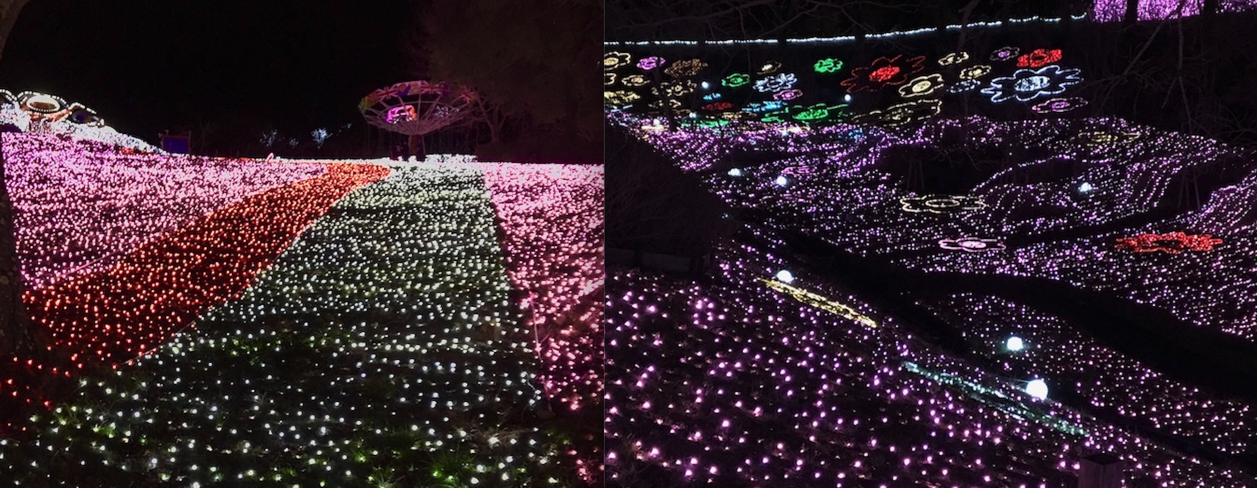 イルミのピンクの丘とイルミフラワー