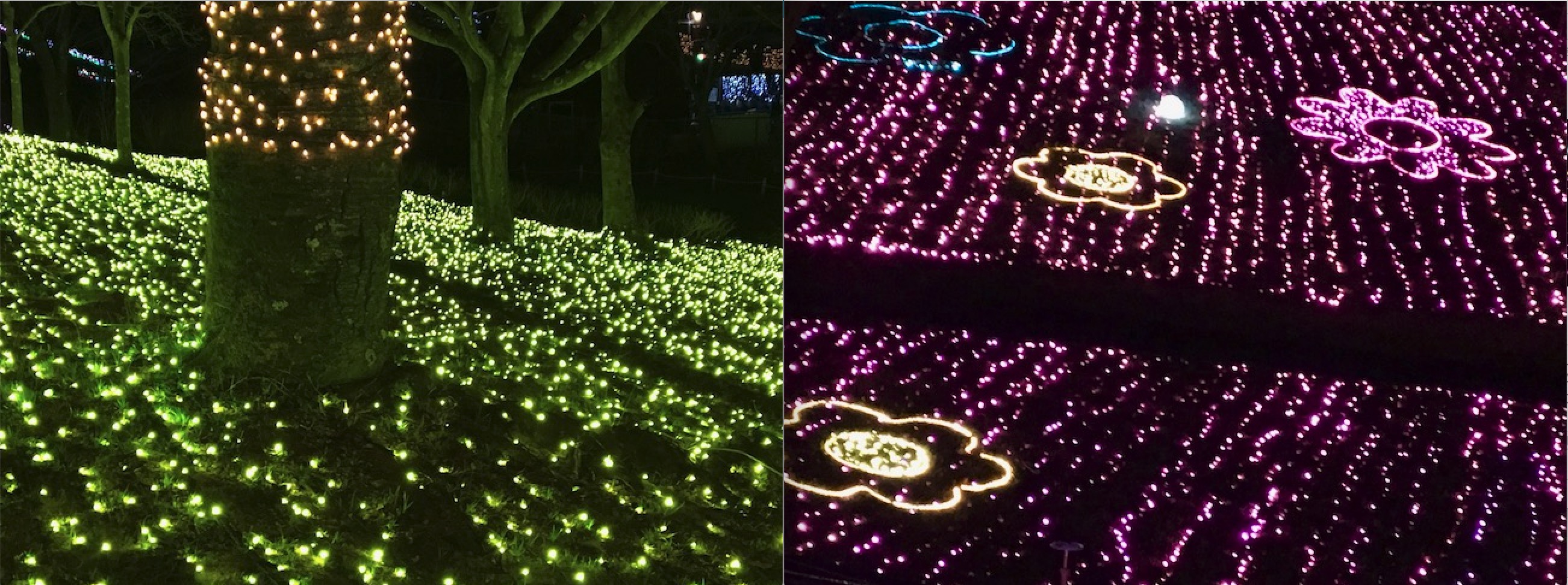 グリーンヒルとイルミフラワー