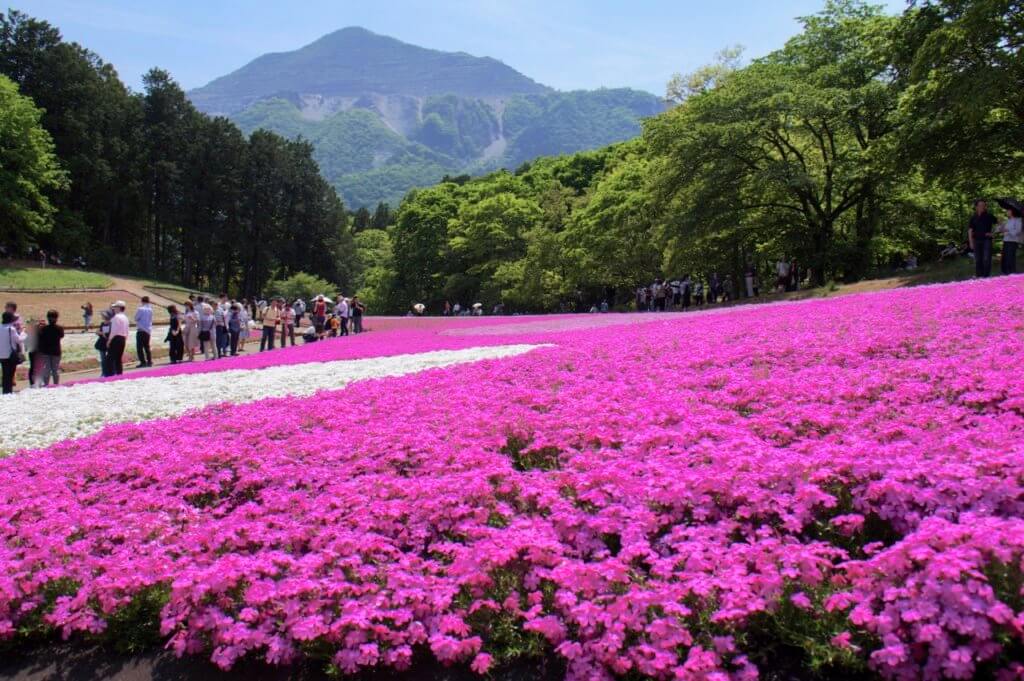 秩父の芝桜、羊山公園は見頃を過ぎても楽しめた