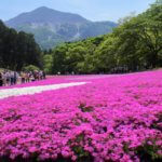 秩父の芝桜、羊山公園は見頃を過ぎても楽しめた