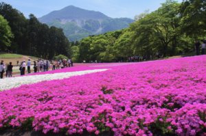 秩父の芝桜、羊山公園は見頃を過ぎても楽しめた