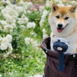 クリップ式扇風機(小型)をアマゾンで買った成功と失敗