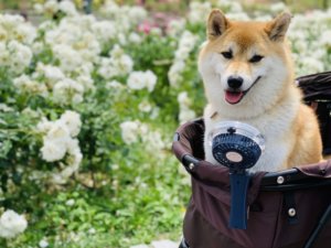 クリップ式扇風機(小型)をアマゾンで買った成功と失敗