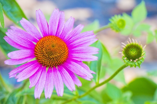 ビビッドピンクエキナセア