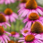 エキナセアで免疫力UP!?  トライしてみたい、万能ハーブの実力とは