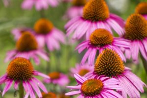 エキナセアで免疫力UP!?  トライしてみたい、万能ハーブの実力とは