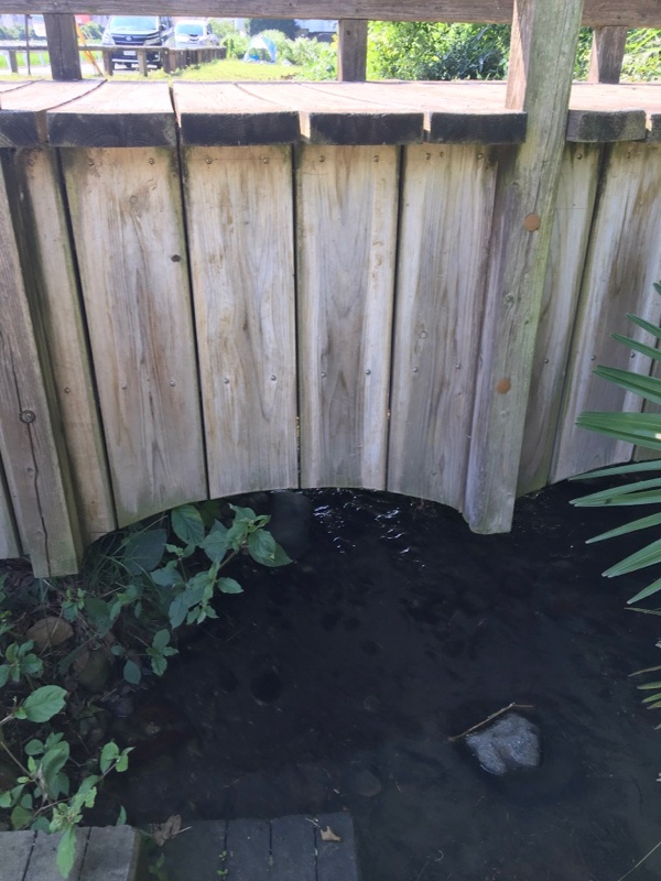 ママ下湧水木橋アップ