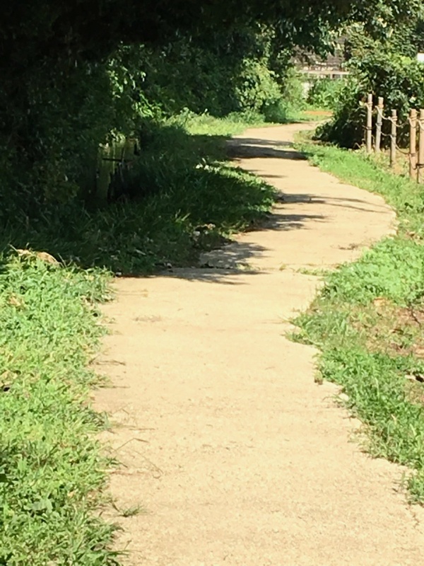 ママ下湧水源へ続く道