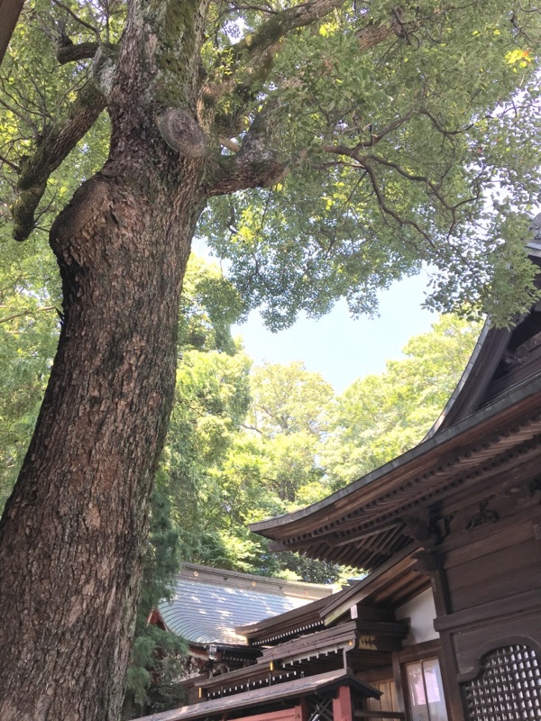 夏の谷保天満宮