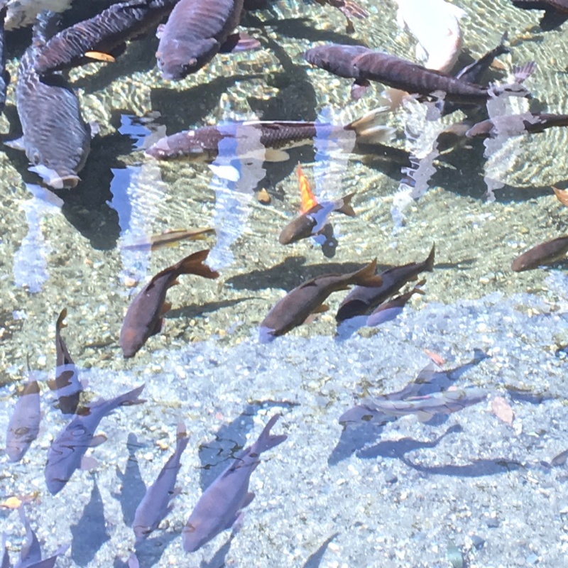 弁天池の大小の鯉