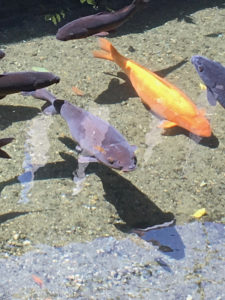 谷保天満宮の界隈は湧水スポットの宝庫！周辺のランチ処もご案内