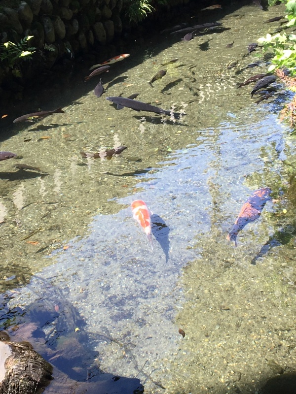 谷保天満宮御内弁天池