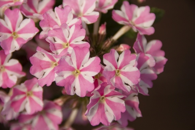 ピンクバーベナアップ