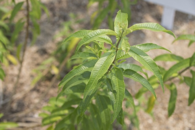 レモンバーベナ