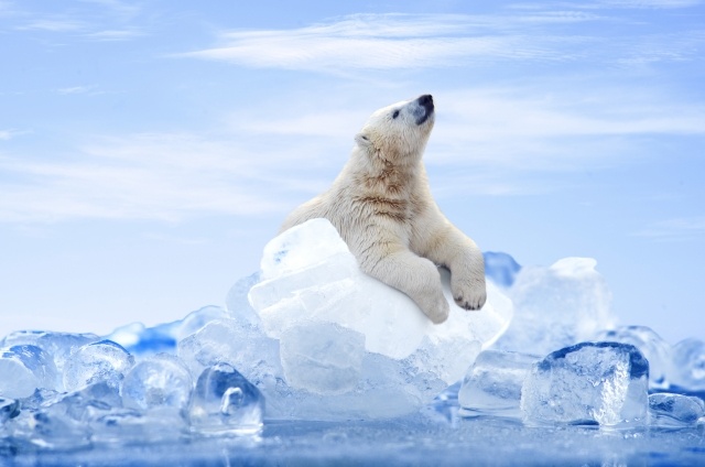 涼しげなシロクマ