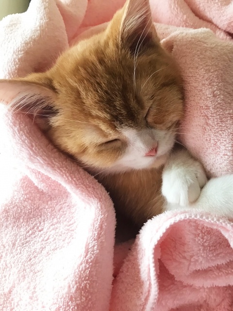 毛布で寝る猫