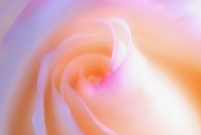 イエローピンク渦巻き