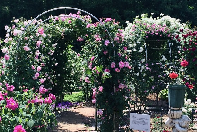 オールドローズ・ガーデン付近